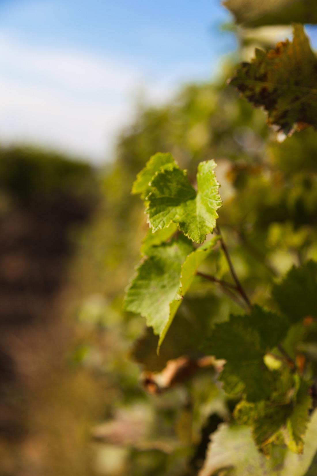 Feuilles de vigne